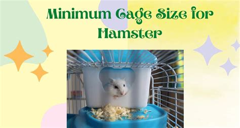 hamster in a tank|minimum tank size for hamster.